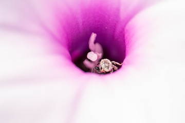 micro