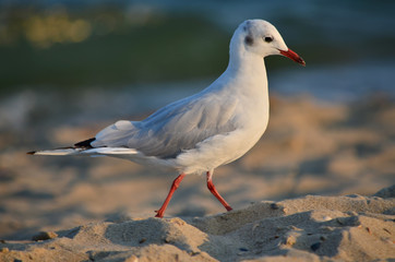 Seagull on the sandy Black Sea coast in its natural habitat.
