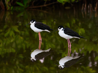 Two Black-necked Stilts with Reflection Foraging on the Pond with Green Water