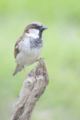 Passer domesticus perched on a branch