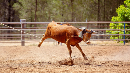 Rope Looped Over The Neck And Legs Of A Calf At A Rodeo