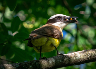 Great Kiskadee eating