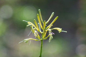 micro