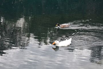 ducks on lake