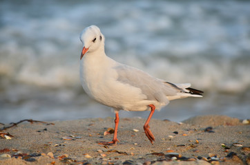 Fototapeta premium Seagull on the Black Sea coast near the water in its natural habitat.
