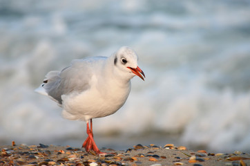 Gull on the Black Sea coast near the water in its natural habitat.