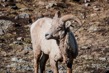 Bighorn Sheep Standing on a Mountain Ridge 10