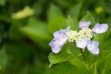 あじさい