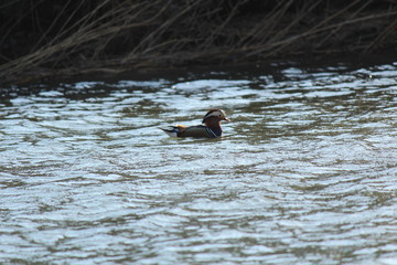 美しいオシドリ