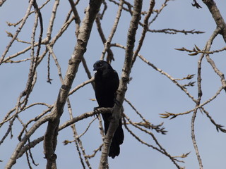 Male Grackel in Tree Along Lakeshore