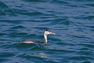 赤い目がかわいいカンムリカイツブリ