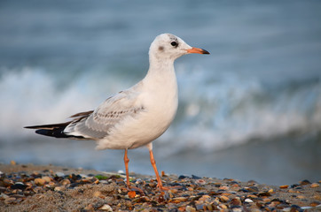 Naklejka premium Gull on the Black Sea coast near the water in its natural habitat.