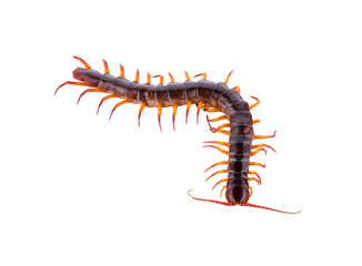 centipede isolated on white background 