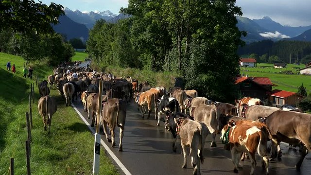 Cows at Almabtrieb, cattle drive from the summer mountain pastures, Schoellang near Oberstdorf, Allgaeu, Swabia, Bavaria, Germany