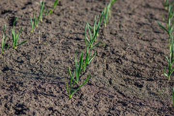 Early plants of garlic on the ground in spring close-up.