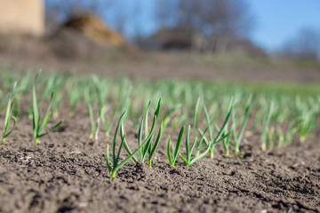 Early plants of garlic on the ground in spring close-up.