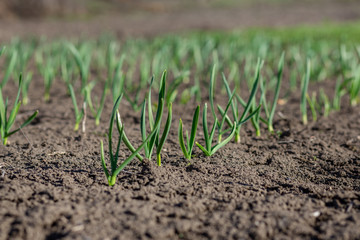 Early plants of garlic on the ground in spring close-up.