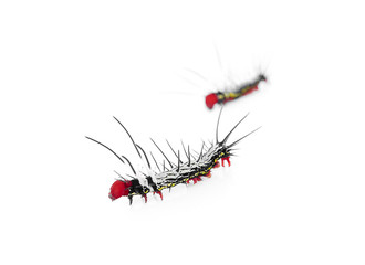 caterpillar isolated on white background