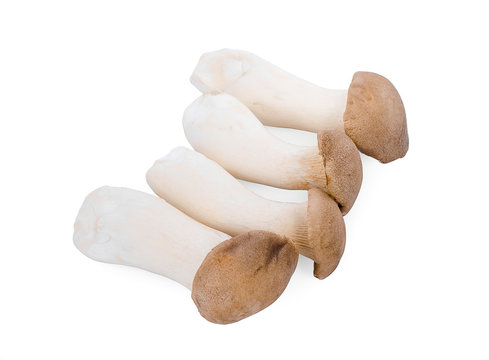King Oyster mushroom on white backgroud.