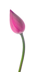 Pink lotus isolated on white background