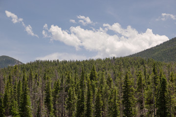 Green Mountain Trees and Clouds