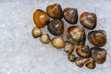 Shellfish enamel venus shell Seafood Clams on ice bucket in the supermarket