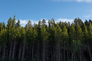 Green Trees Bathed in Morning Light 02