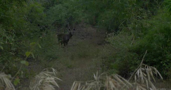 A swamp deer watches.