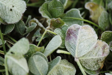 霜がおりた美しいクローバー