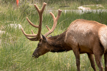 Wild Elk Grazing 01