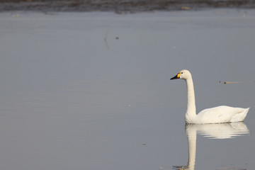 Fototapeta na wymiar 湖面を泳ぐ白鳥