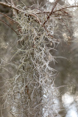 Pale tan Spanish moss background in the swamps of New Orleans