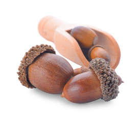 acorns on a white background ,close up