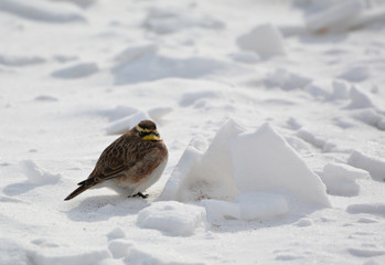 Horned Lark on the snow