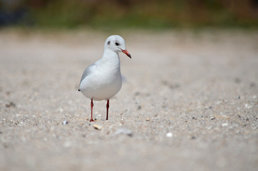 Gull on the sandy Black Sea coast in its natural habitat.