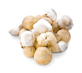 Straw mushroom isolated on white background