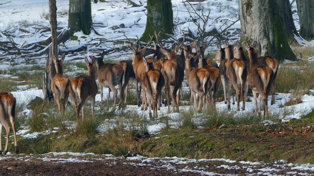 Harts in winter forest, Weiskirchen, Hunsrueck, Rhineland-Palatinate, Germany, Europe