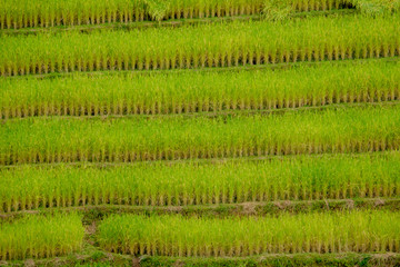 Terraced rice field in Northern Thailand