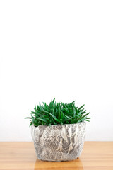 Bergeranthus multiceps, Mini Green Succulent Plants Indoor Houseplant Pot on Table Top White Background