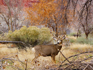 Lone mule deer buck standing in a clearing among autumn colors