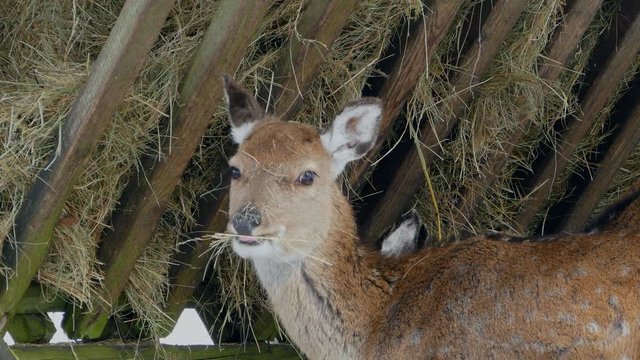 Fallow deer at deeryard in winter, Weiskirchen, Hunsrueck, Rhineland-Palatinate, Germany, Europe