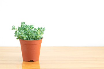 Mini Crassula Succulent Flowering Plants Indoor Houseplant Pot on Table Top White Background