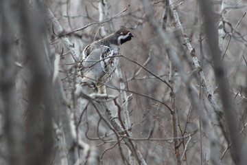 Bird