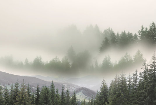 Picturesque view of mountain forest in foggy morning