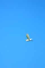 heron flying with the sky in the background