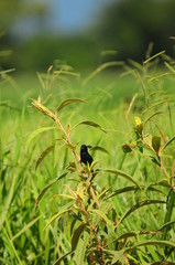 Brasilian bird Tiziu