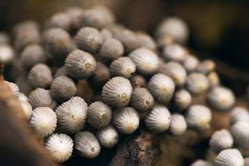 closeup of tiny fairy inkcap mushrooms