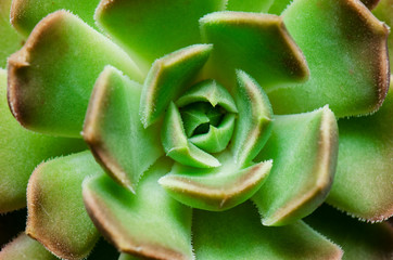 Select Focus of green succulent flowering houseplants top view