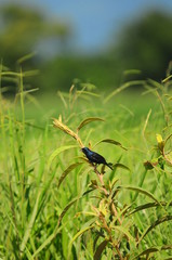 Brasilian bird Tiziu