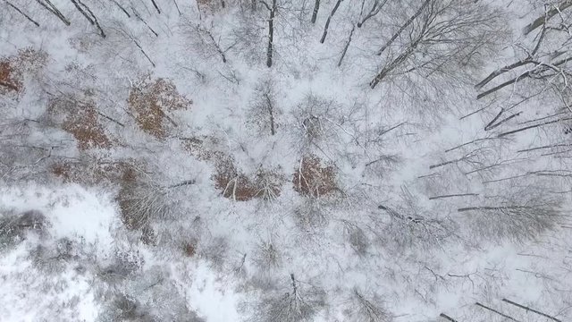 Snowy forest with snow covered trees in 2.7k
